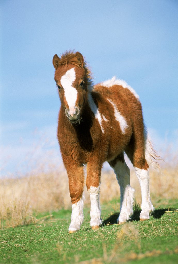 Detail of Foal of a Pony standing in the meadow by Anonymous