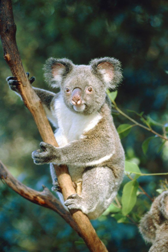 Detail of Koala on a tree by Corbis