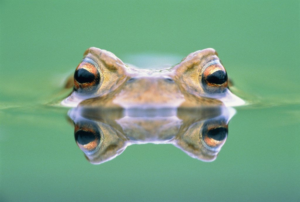 Detail of Frog in the water by Anonymous