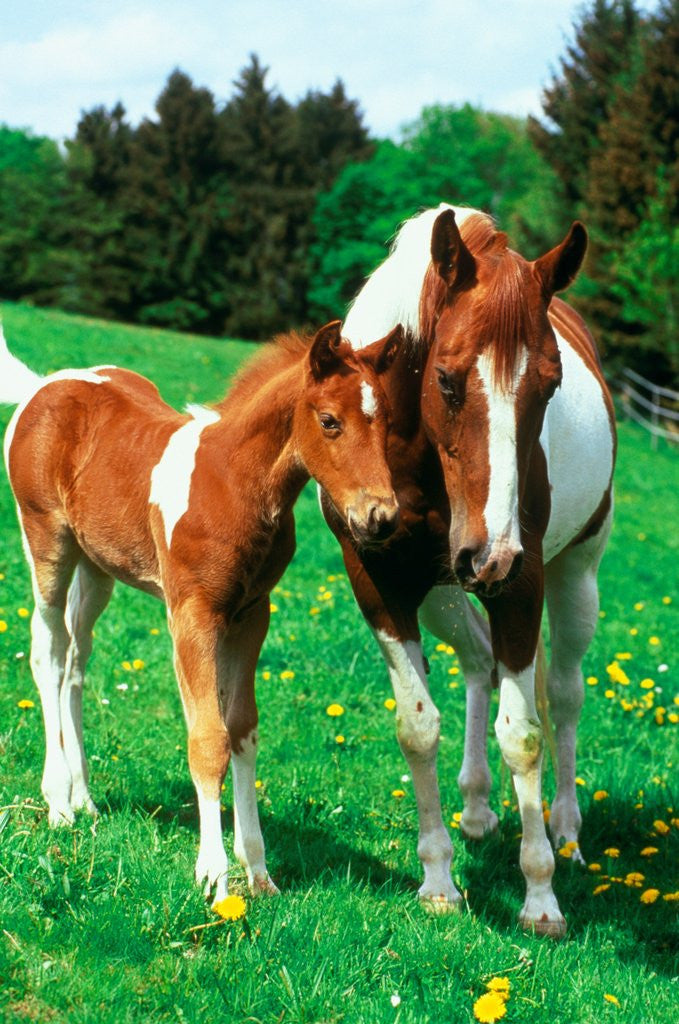 Detail of Pied mare with foal in a meadow by Corbis