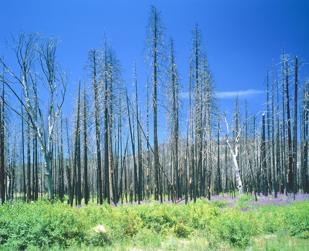 Dying forest in the Yosemite National Park, California, USA posters