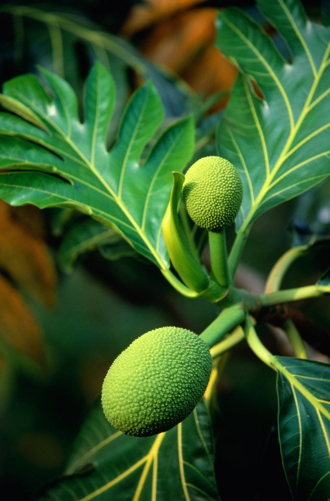 Detail of Breadfruit tree on Jamaica by Anonymous