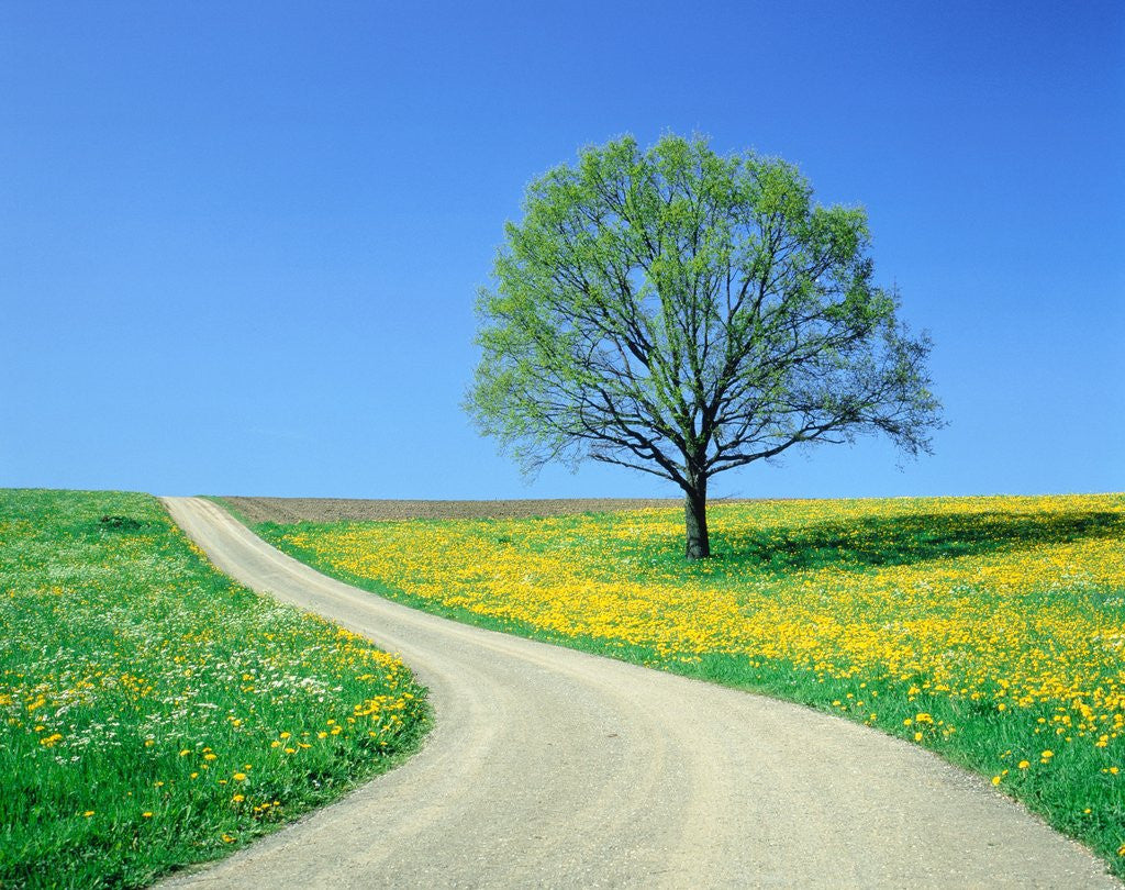 Detail of Country road and tree, spring by Corbis