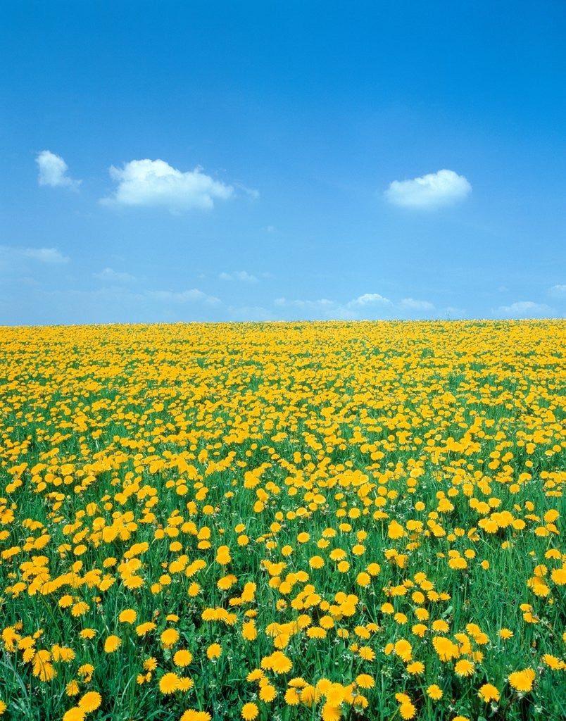 Detail of Flower meadow with blooming dandelion by Anonymous