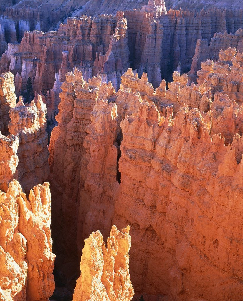 Detail of USA, Utah, Bryce Canyon by Anonymous