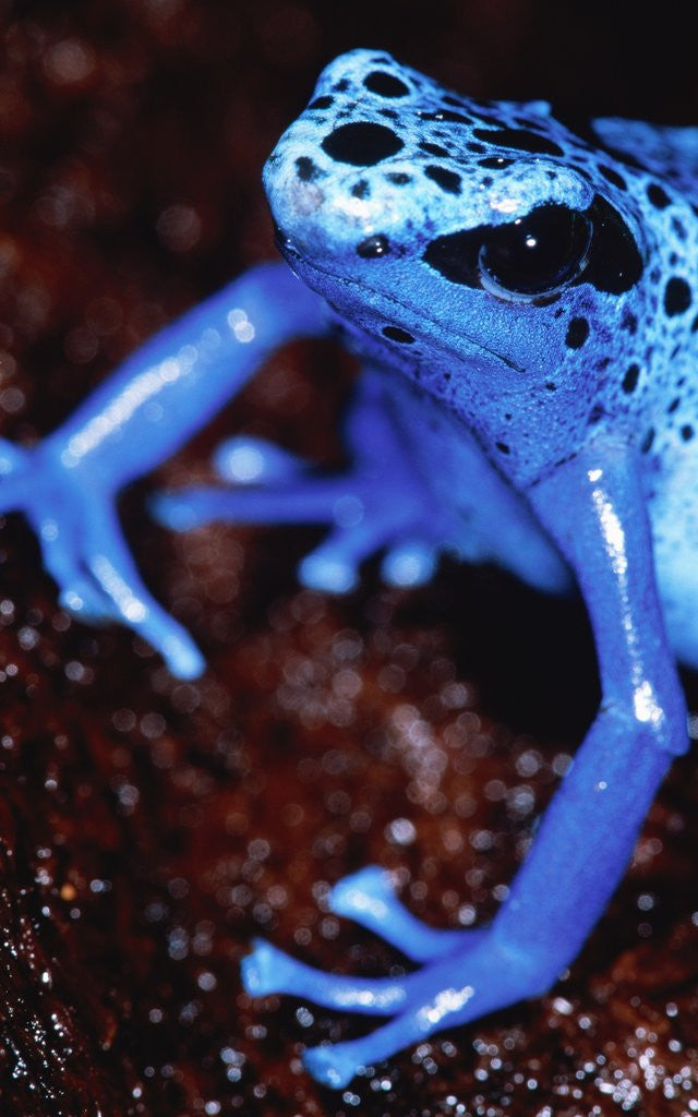 Detail of Blue arrow poison frog by Anonymous