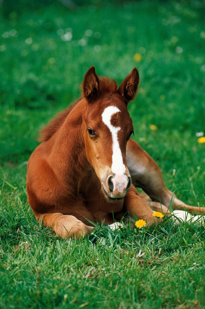 Detail of Quarterhorse, brown foal is lying in a meadow by Anonymous