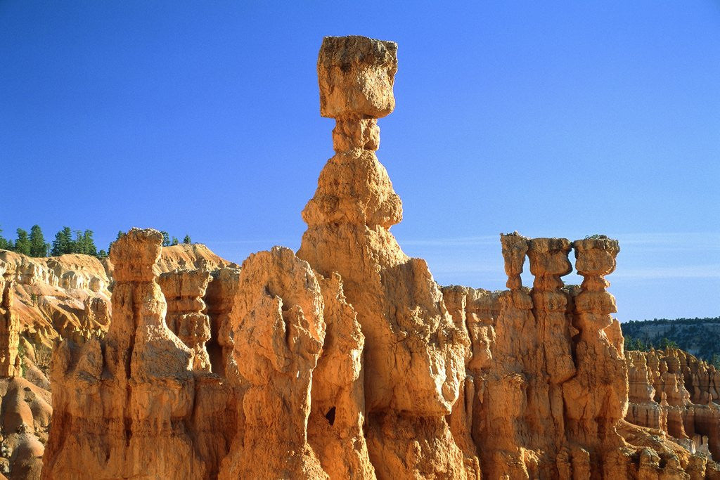 Detail of USA, Utah, Bryce Canyon by Anonymous
