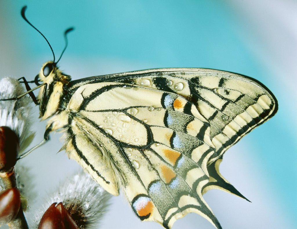 Detail of Swallowtail butterfly sitting on a blossom by Corbis