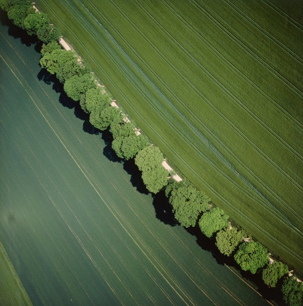 Detail of Aerial photograph of an avenue by Anonymous