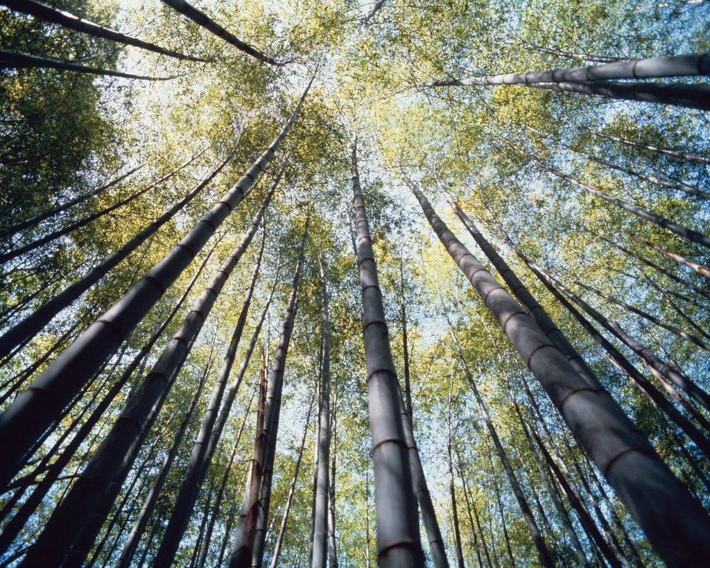 Detail of Bamboo trees in rainforest, Japan by Corbis
