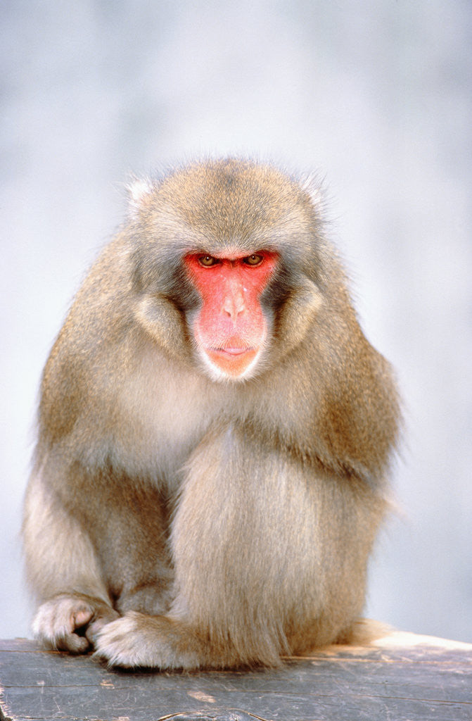 Detail of Red-faced makak by Anonymous