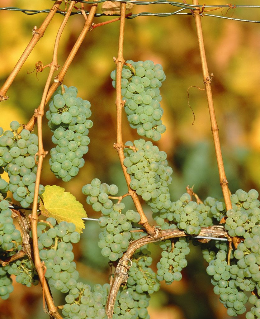 Detail of Riesling grapes hanging on vine shoots by Anonymous