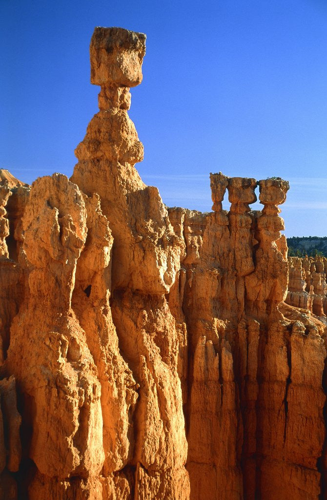 Detail of USA, Utah, Bryce Canyon by Anonymous