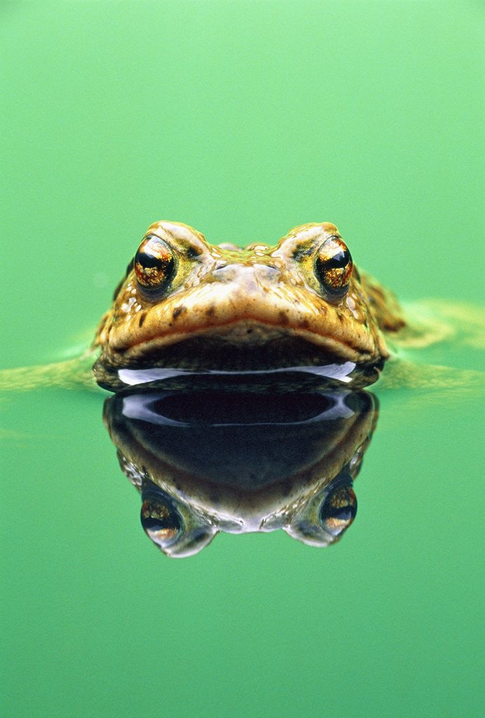 Detail of Frog in the water by Corbis