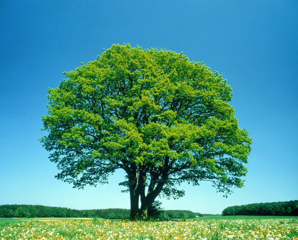 Detail of Oak in spring by Anonymous