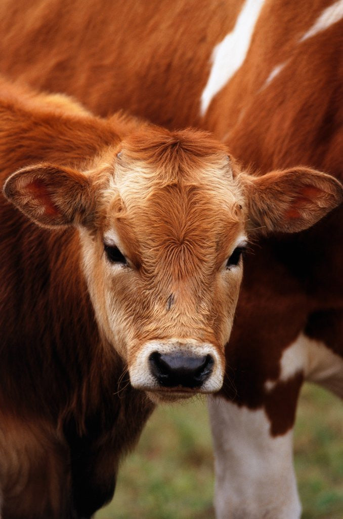 Detail of Calf at grass by Anonymous