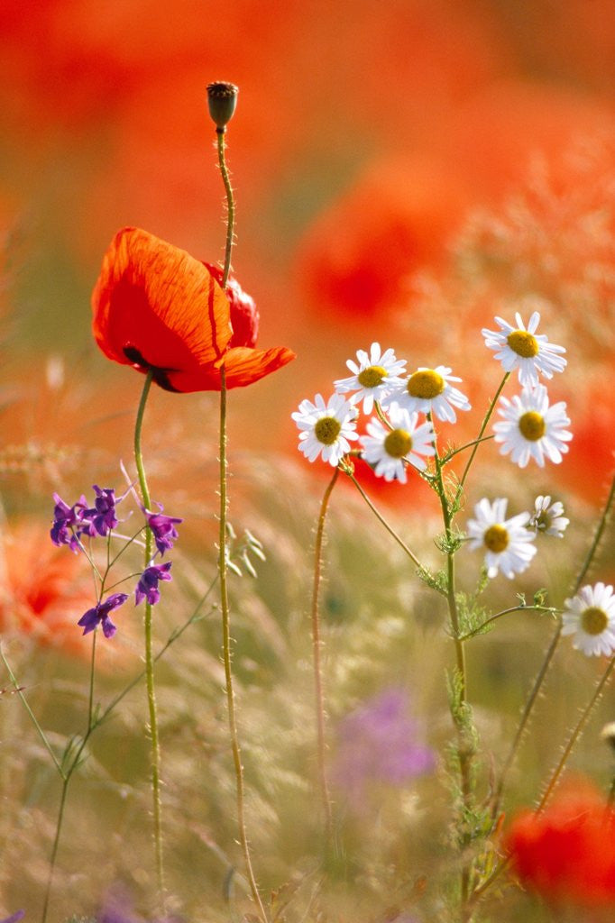 Detail of Poppy, camomile and larkspur by Corbis