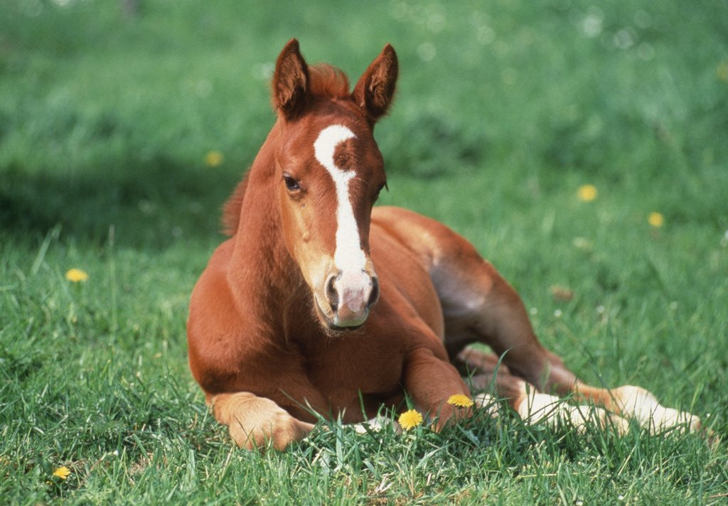 Detail of Young Horse Lying in Pasture by Anonymous