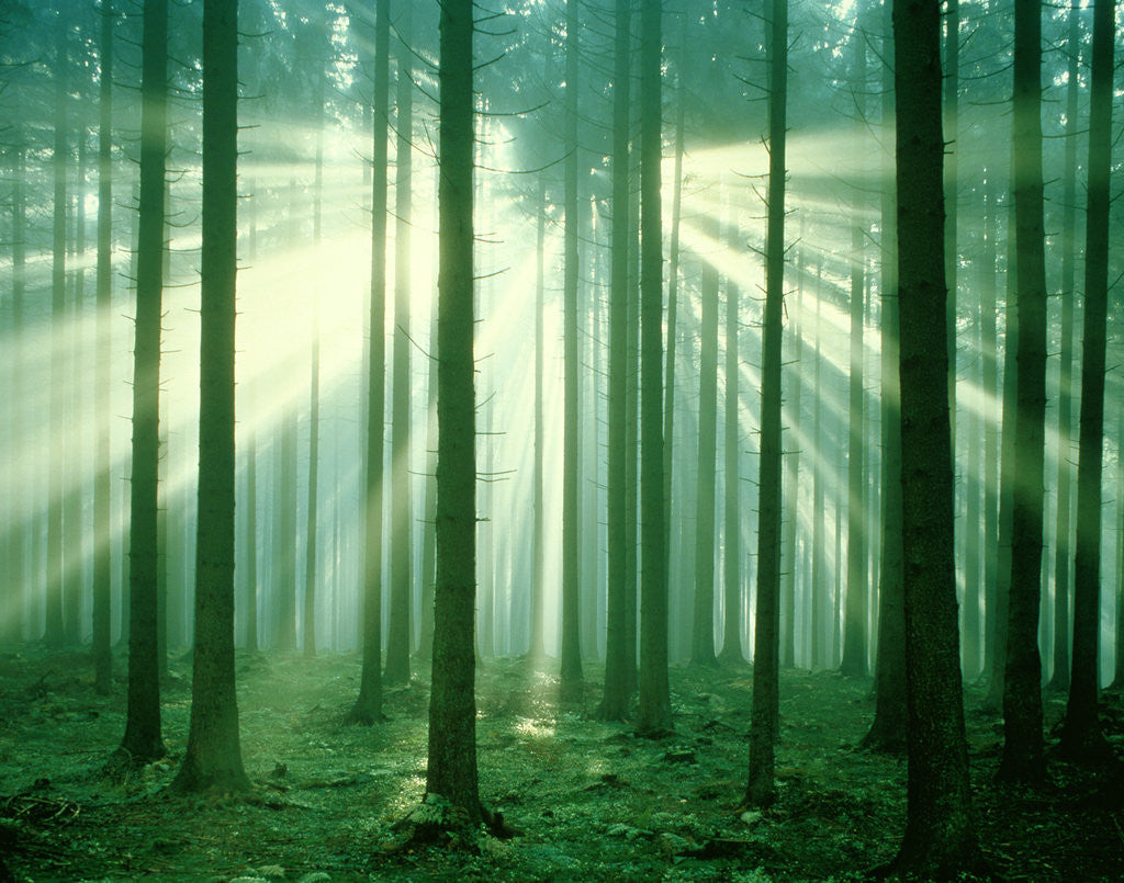 Detail of Sunbeams through forest trees, morning by Anonymous