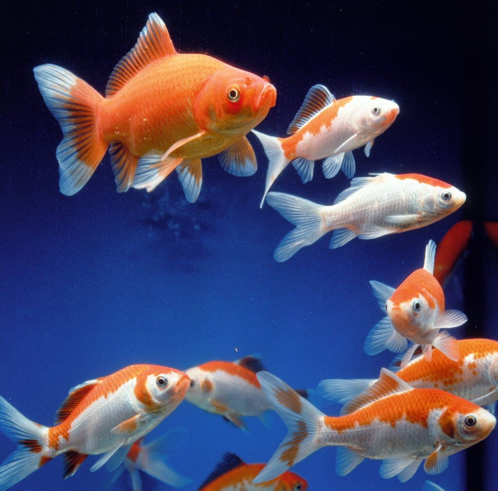 Detail of Several goldfishes in the aquarium by Anonymous
