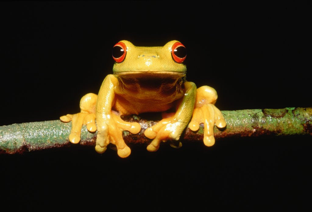 Detail of Red-eyed tree frog by Anonymous