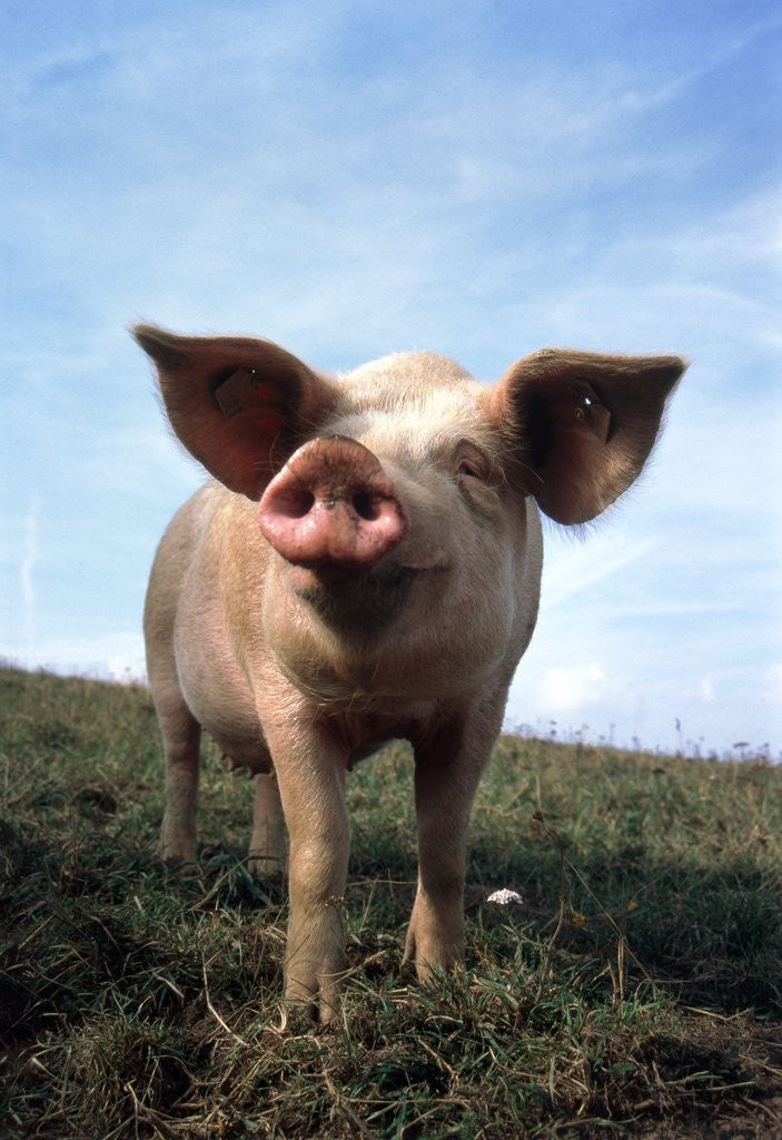 Detail of Portrait of Yorkshire piglet by Anonymous