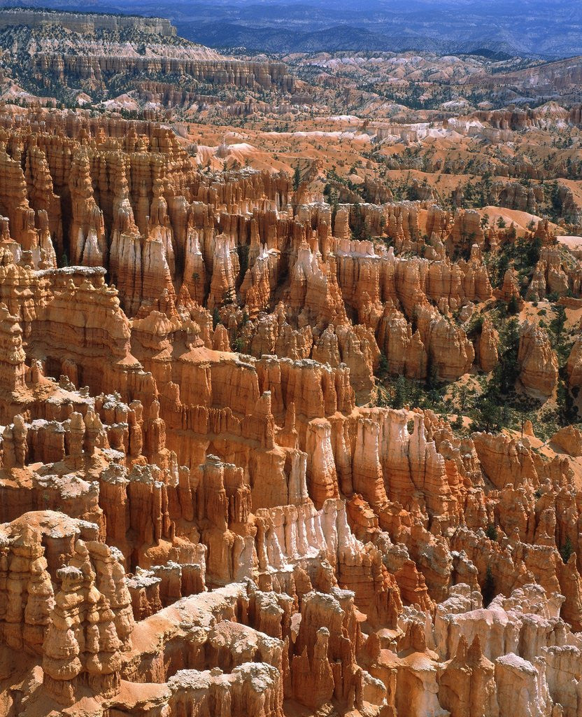 Detail of USA, Utah, Bryce Canyon by Anonymous