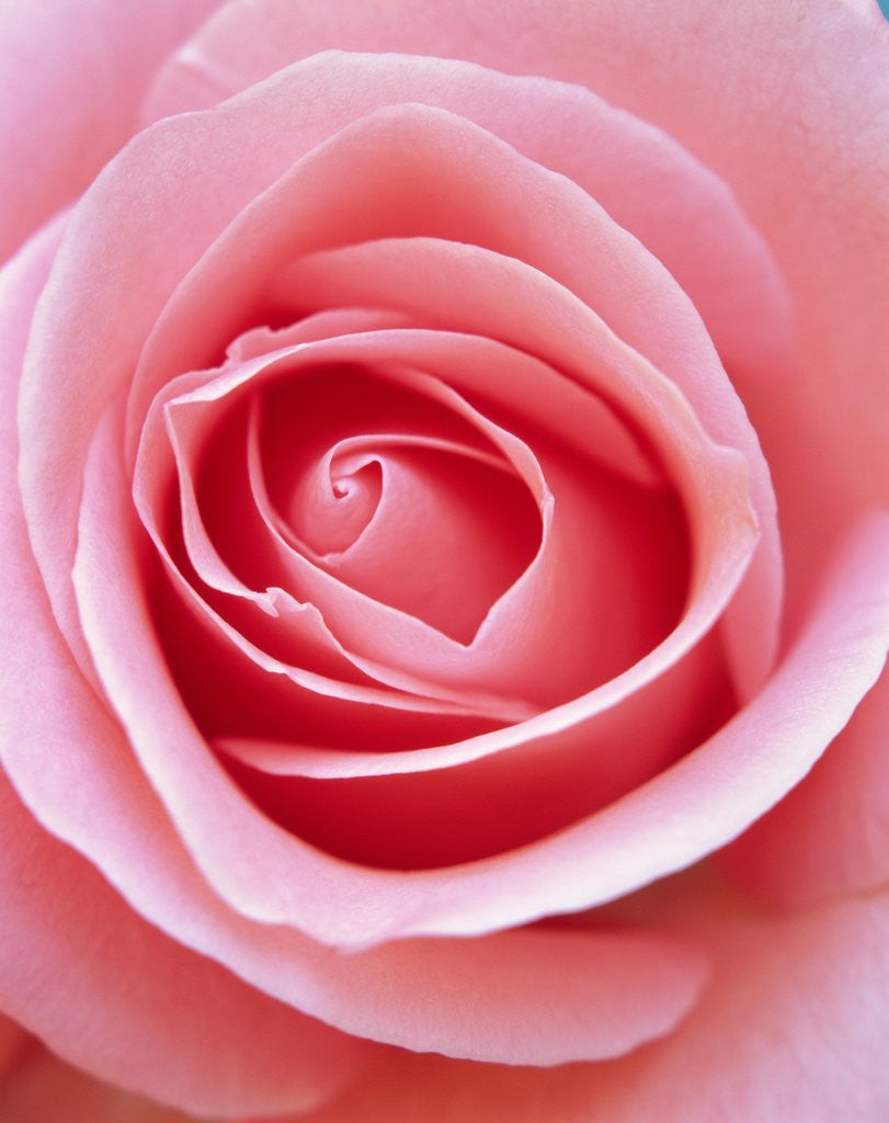 Detail of Pink rose by Corbis