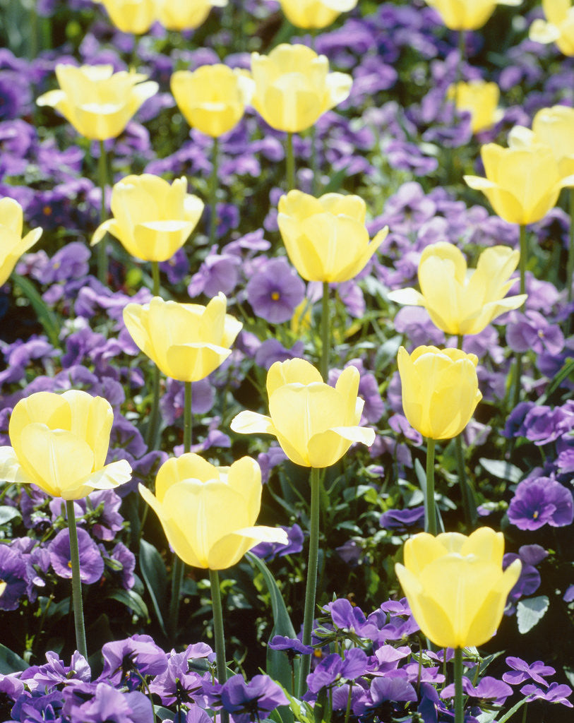 Detail of Yellow tulips between purple pansys by Corbis