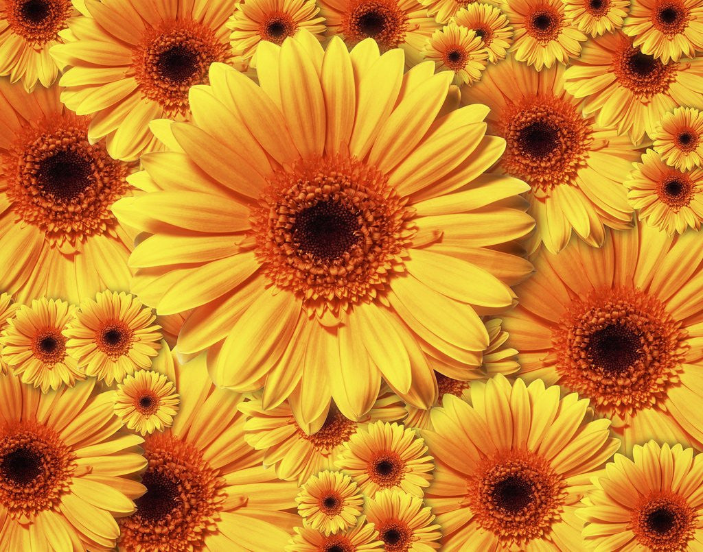 Detail of Sun flowers by Anonymous