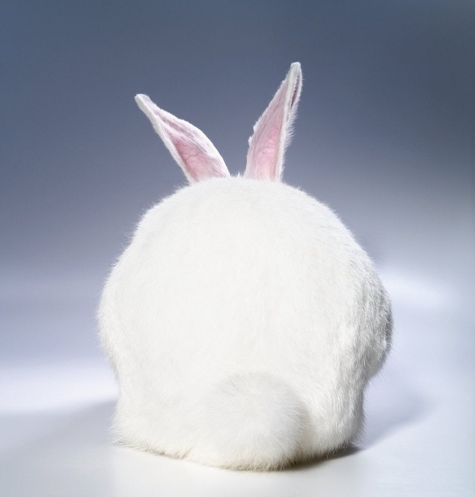 Detail of White Rabbit by Anonymous