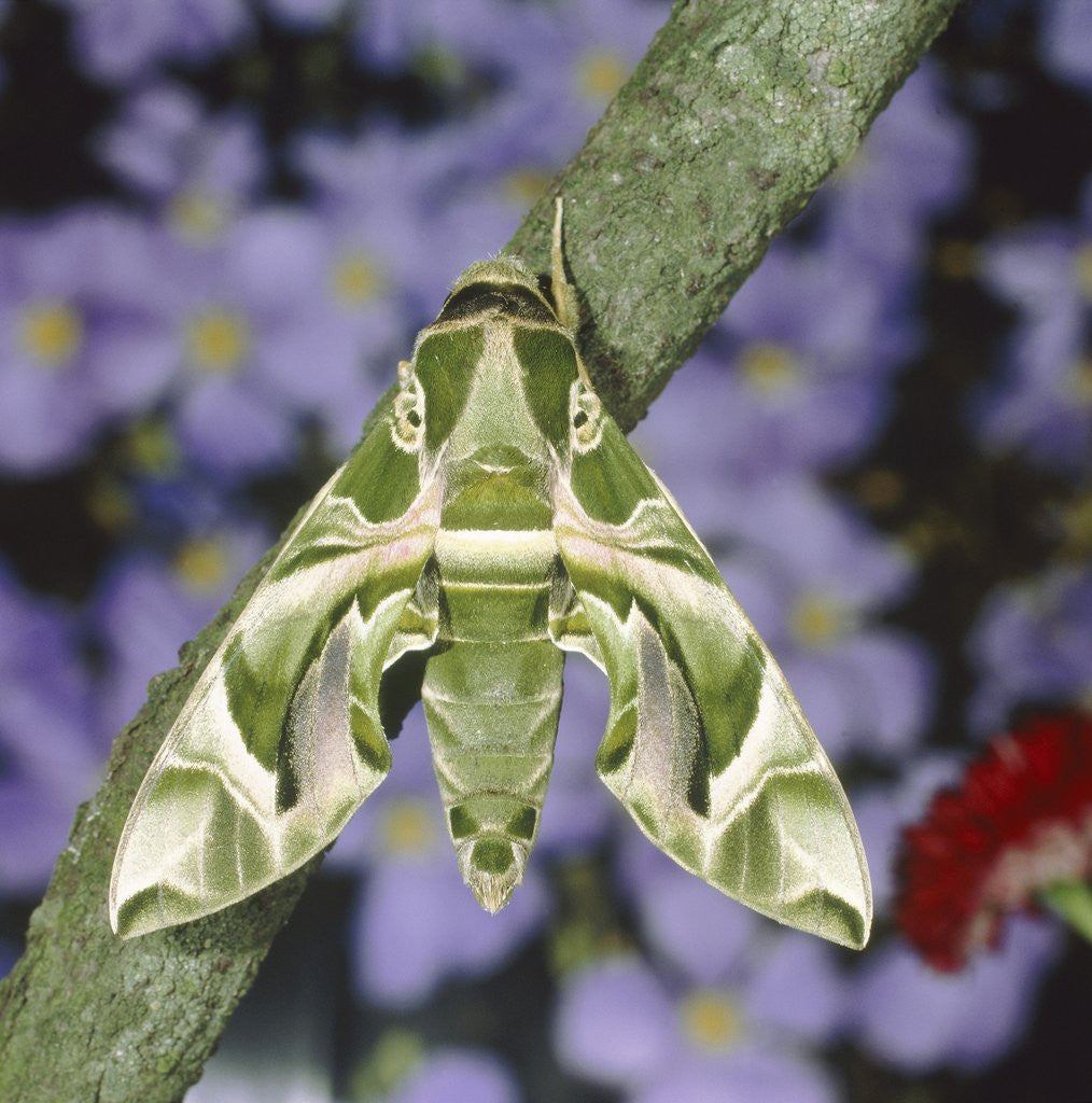 Detail of Oleander hawk moth sitting on a branch by Anonymous