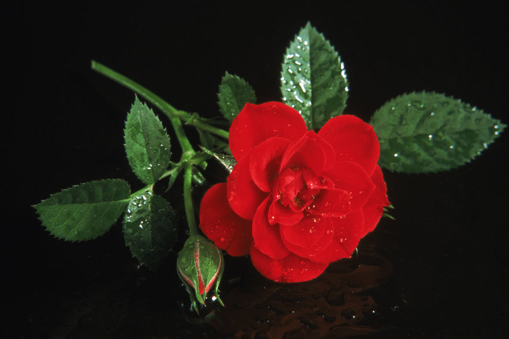 Detail of Red rose blossoming with drops of water by Anonymous