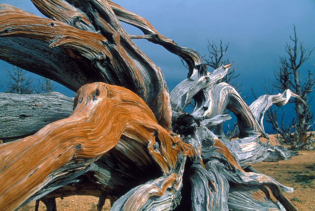 Detail of Dead tree, Bryce Canyon National Park, Utah, USA by Corbis