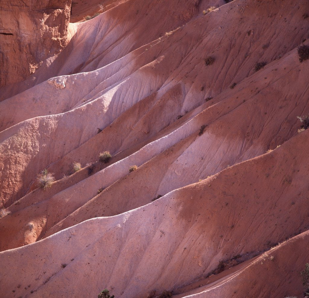 Detail of Sunrise Point, Bryce Canyon, Utah, USA by Anonymous