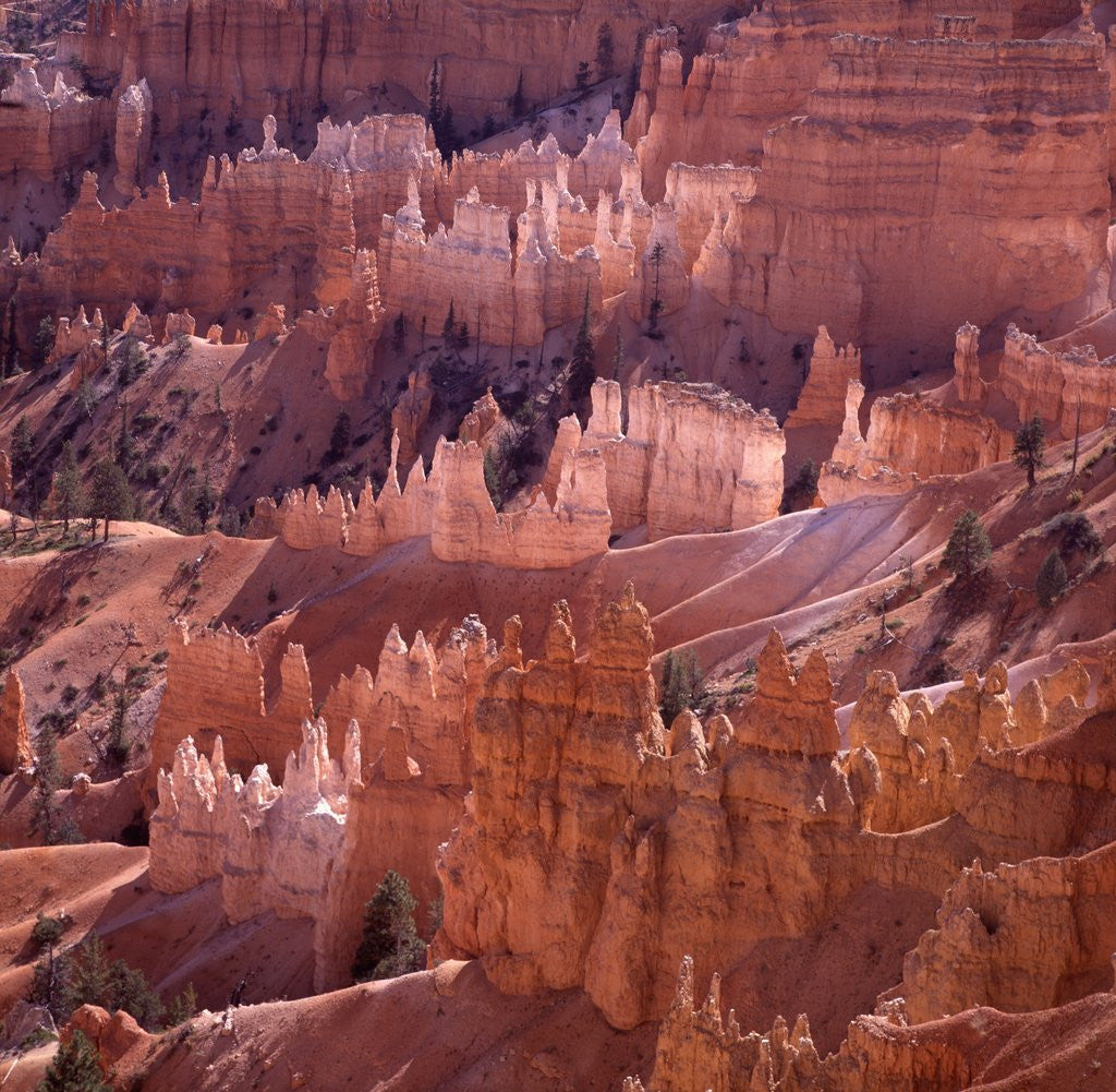 Detail of Sunset Point, Bryce Canyon, Utah, USA by Anonymous