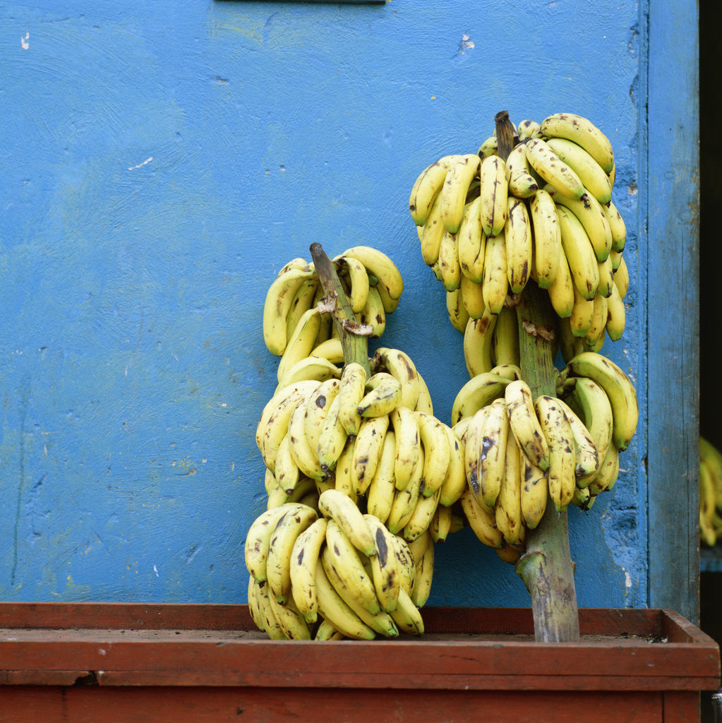 Detail of Bananas in front of blue wall, San Cristobal de las Casas, Mexico by Anonymous