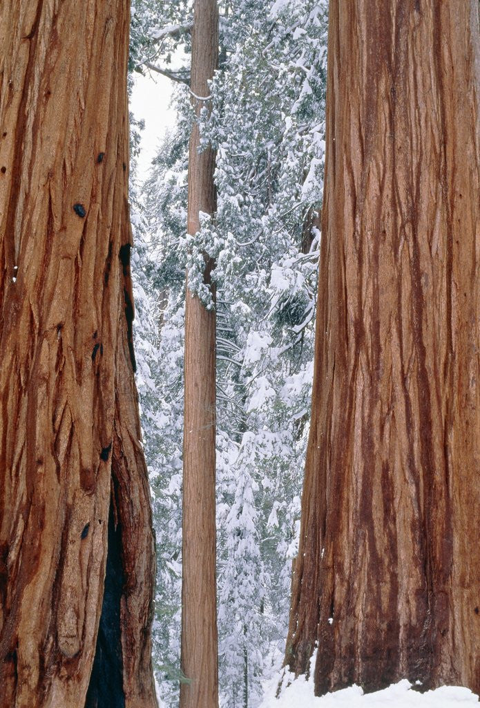 Detail of Redwood giants, California, USA by Anonymous