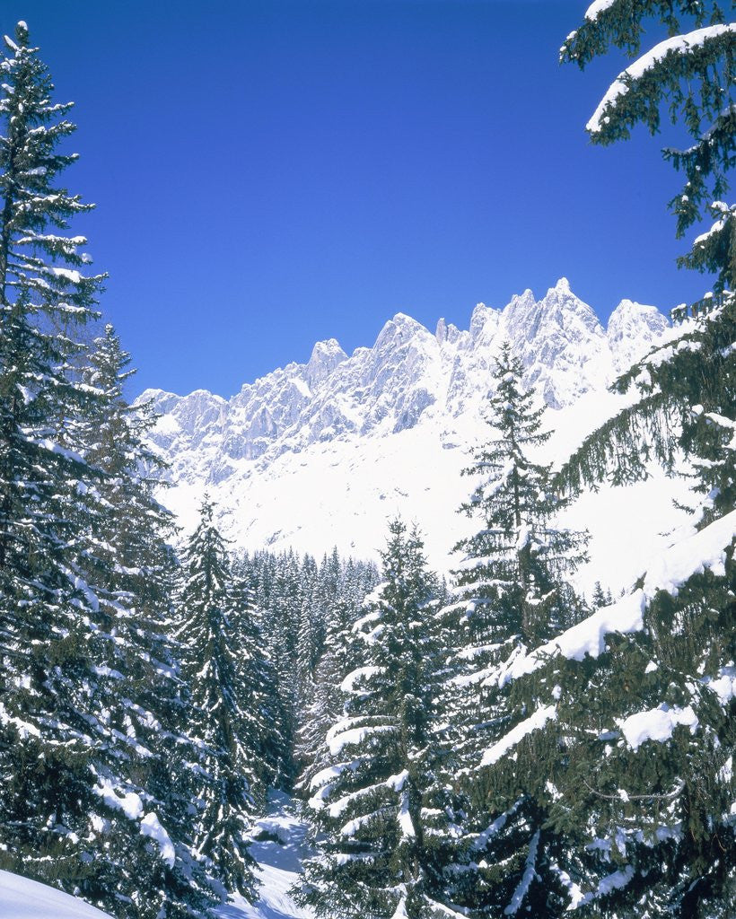 Detail of Snow covered firtrees in front of the Mandlwand, Salzburg, Austria by Anonymous