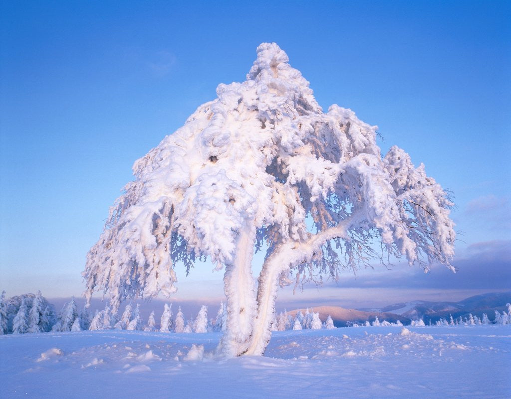 Detail of Snow scene in winter by Anonymous