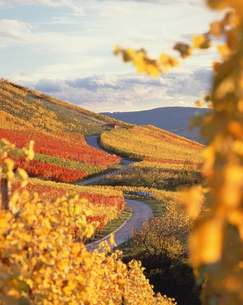 Detail of Vineyards in autumn in Esslingen/Neckar by Anonymous