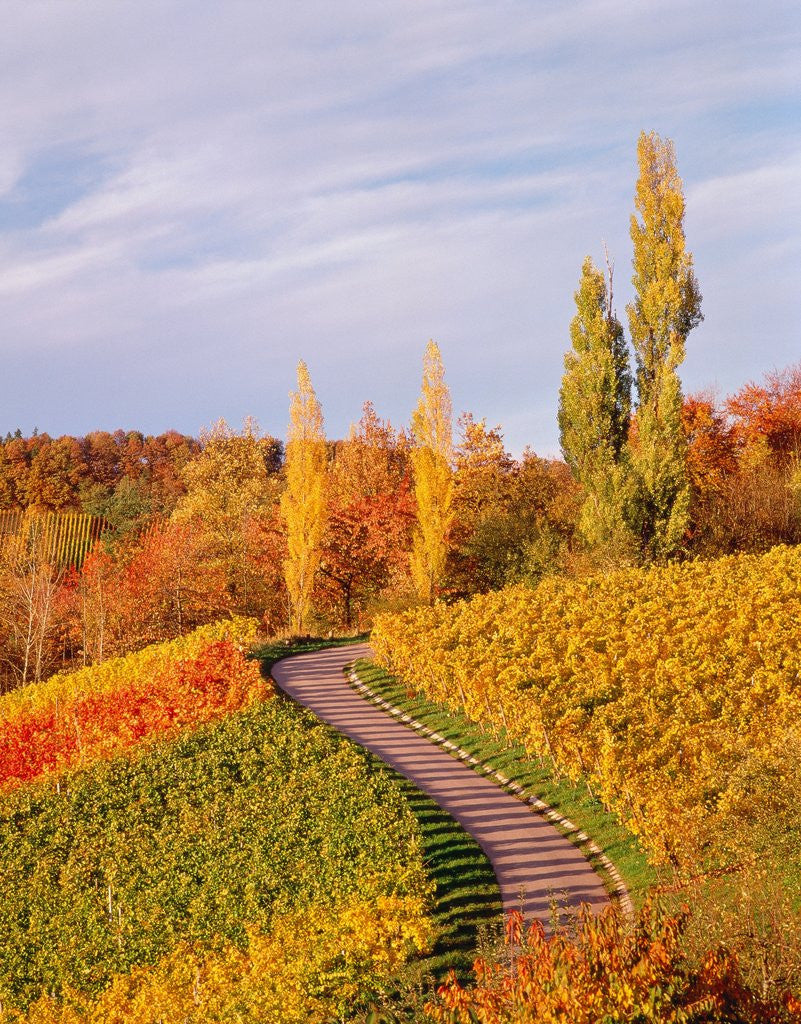 Detail of Vineyards and poplars in autumn by Anonymous