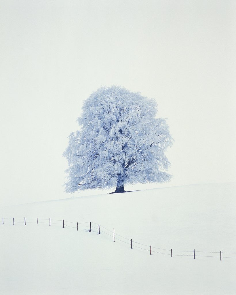 Detail of Tree in winter by Anonymous