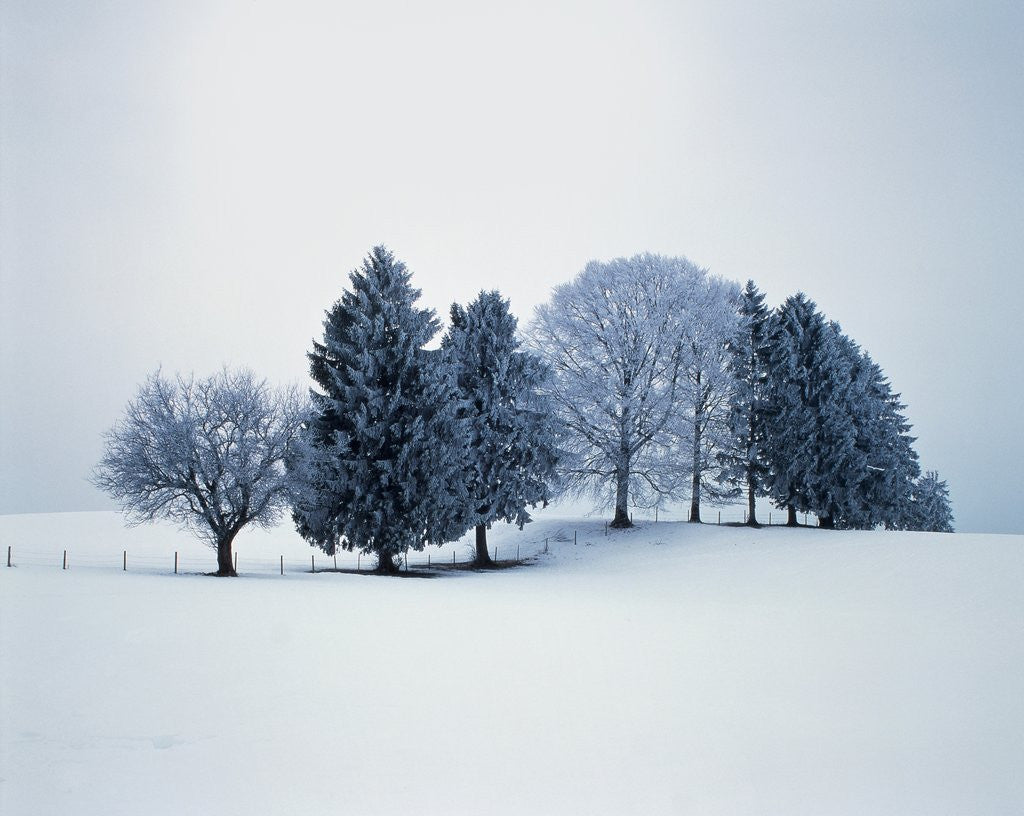 Detail of Group of trees in winter by Corbis