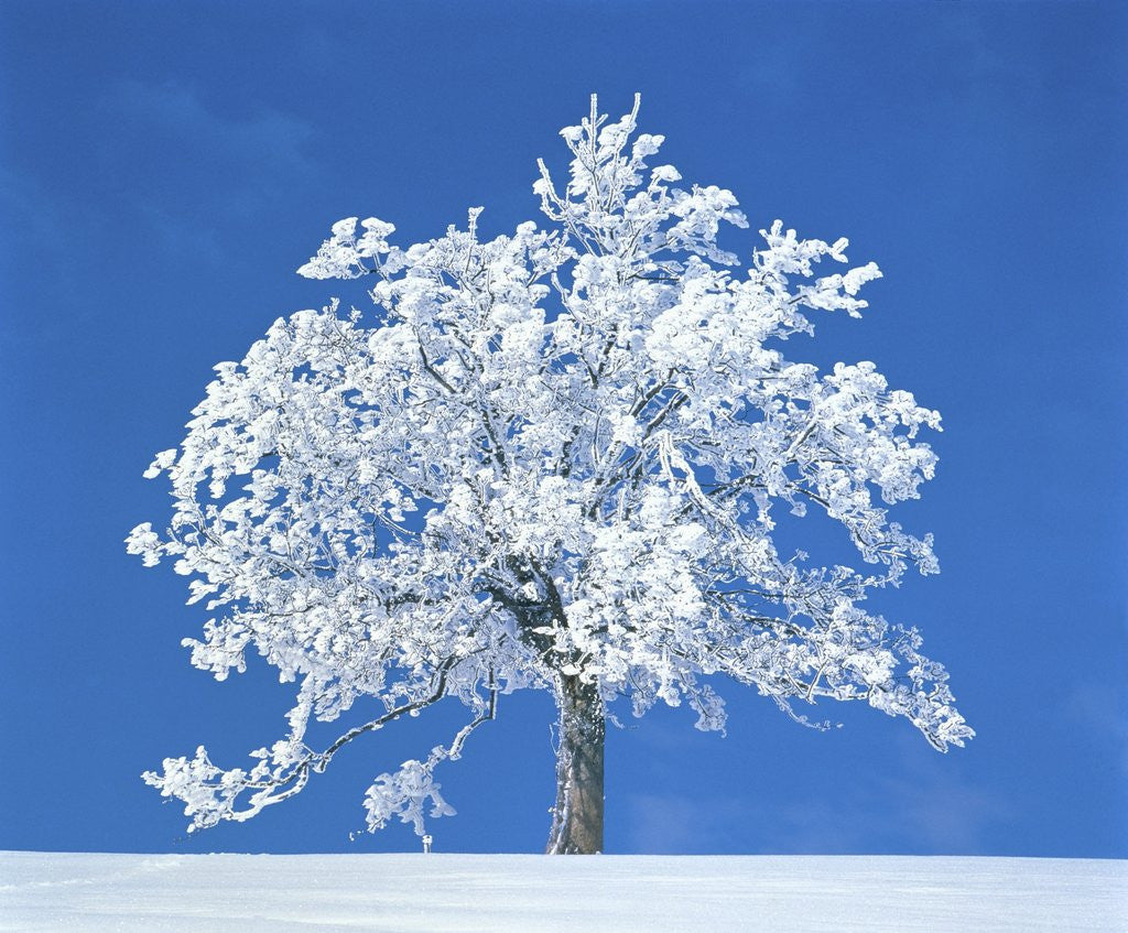 Detail of Single beech in the black forest, Germany by Anonymous