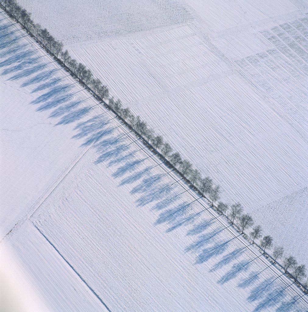 Detail of Row of trees casting a shadow along a country road by Corbis