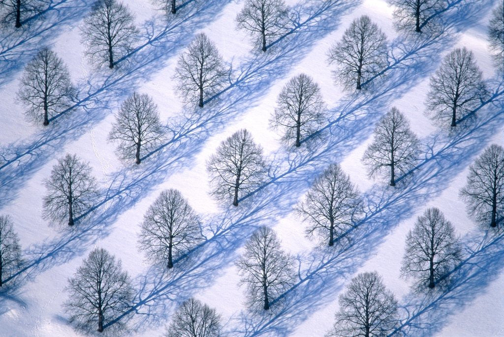 Detail of Trees in winter landscape by Anonymous