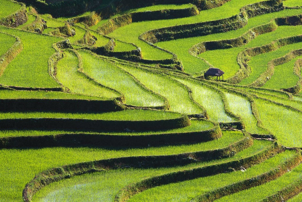 Detail of Terraced rice fields in Yunnan Province, China by Anonymous