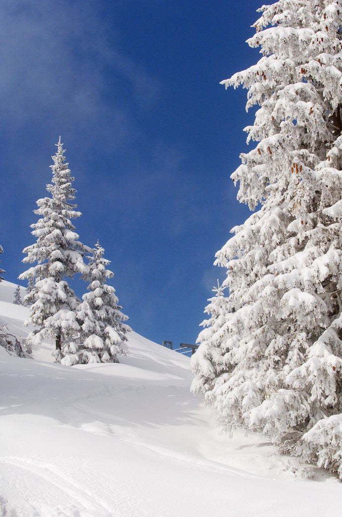 Detail of Snowcovered landscape by Anonymous